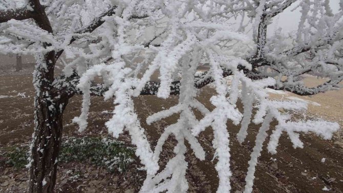 Böylesi İlk Kez Görüldü: Kırağı Ağaçların Dallarını Kırdı