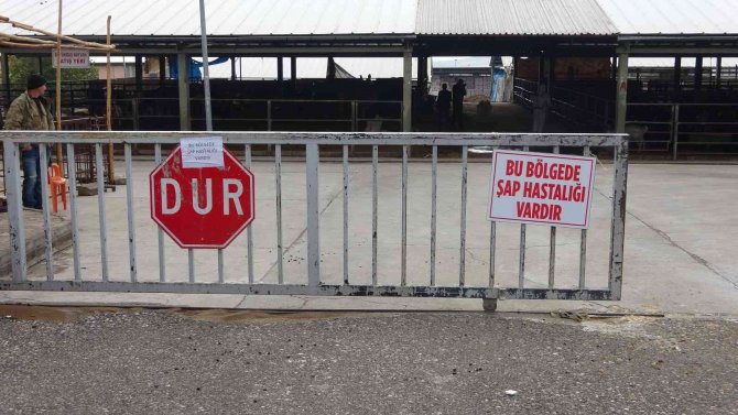 Denizli’de Şap Alarmı