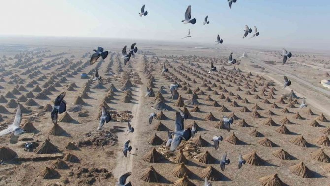 Gelmeyen Kış Kamışı Da Vurdu