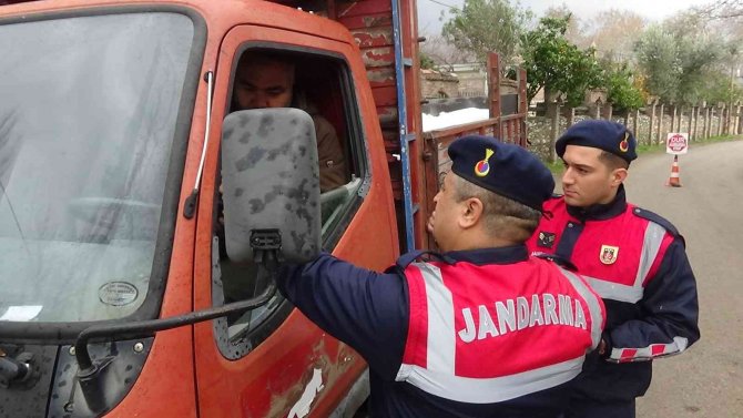 Jandarma’nın Sıkı Mesaisi Zeytin Hırsızlarına Göz Açtırmadı