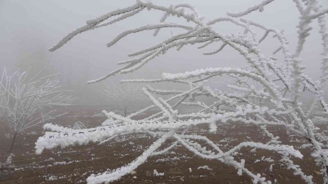 Böylesi İlk Kez Görüldü: Kırağı Ağaçların Dallarını Kırdı