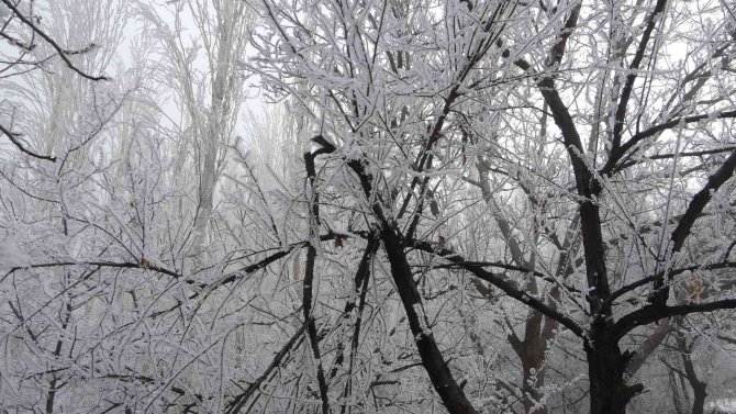 Böylesi İlk Kez Görüldü: Kırağı Ağaçların Dallarını Kırdı