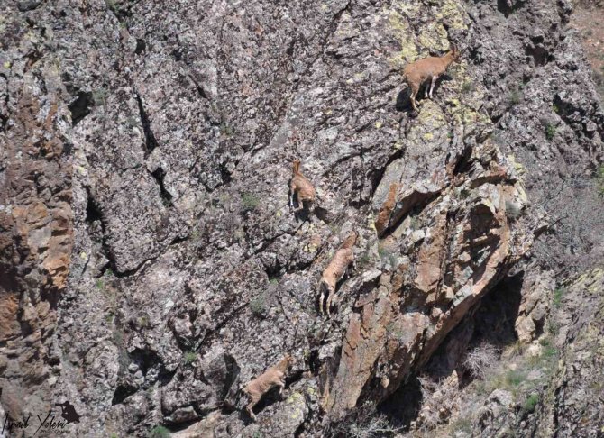 Koruma Altındaki Dağ Keçisinin Avlanmasına Tepki