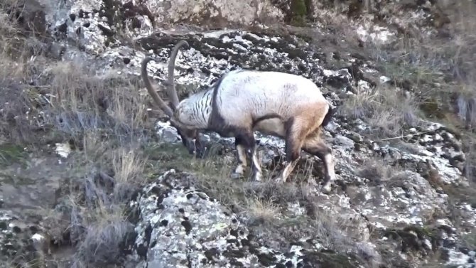 Koruma Altındaki Dağ Keçisinin Avlanmasına Tepki