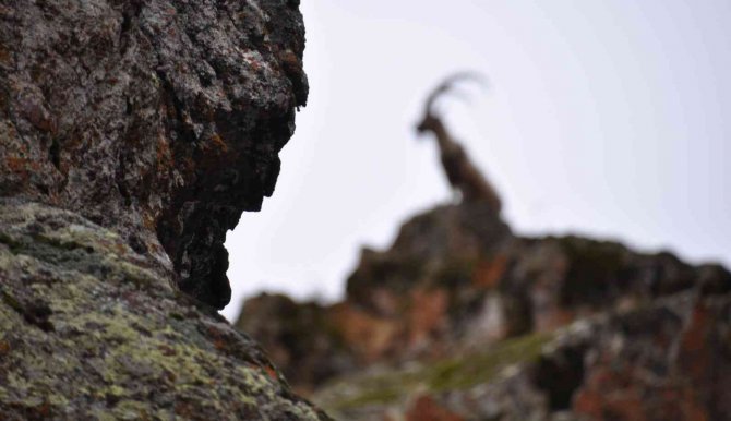 Koruma Altındaki Dağ Keçisinin Avlanmasına Tepki