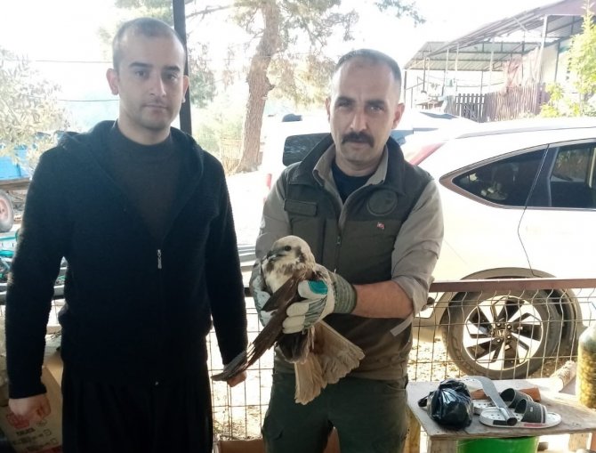 Yaralı Bulunan Saz Delicesi Kuşu, Tedavi Altına Alındı
