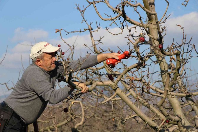 Amasya’da ’Yalancı Bahar’ Şaşkına Çevirdi, Elma Ağaçları Kışın Meyve Verdi