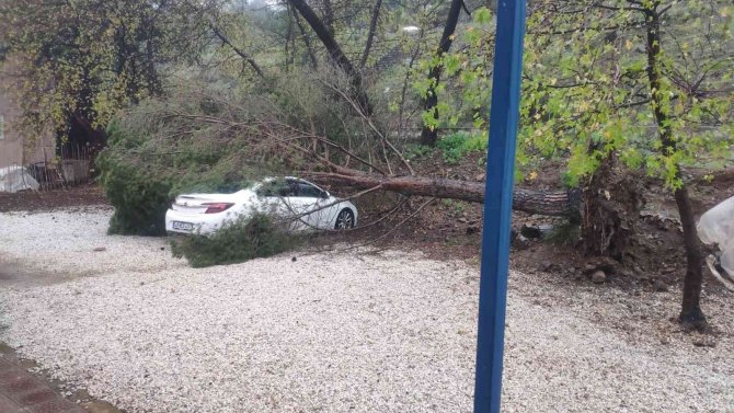 Fırtına Ağaçları Devirdi, Lüks Araç Ve Bir Ev Zarar Gördü