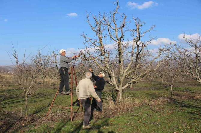 Amasya’da ’Yalancı Bahar’ Şaşkına Çevirdi, Elma Ağaçları Kışın Meyve Verdi