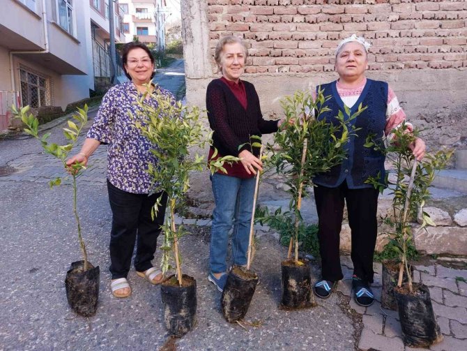 Altınordu Belediyesi 341 Bin Fidanı Toprakla Buluşturdu