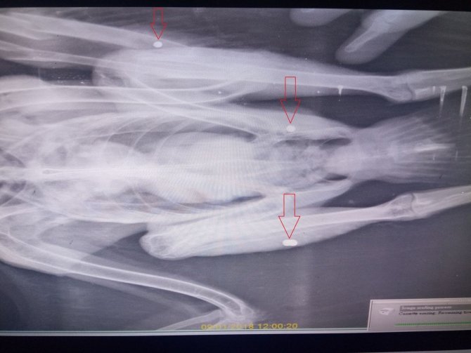 Gökyüzünün Efendisi Şahin, Yaralı Halde Bulundu