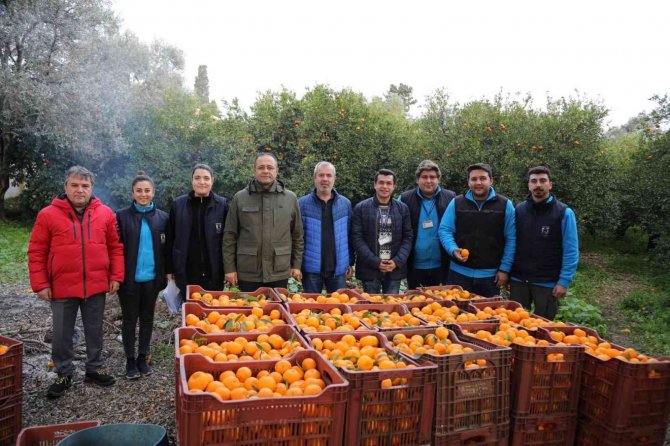 Bodrum Belediyesi, Mandalina Alımına Devam Ediyor