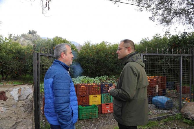 Bodrum Belediyesi, Mandalina Alımına Devam Ediyor