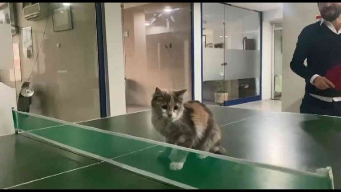 Masa Tenisi Oynayan Kedi Gülümsetti