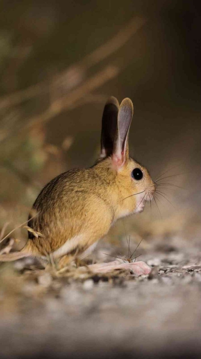 Dünyada Kırmızı Listede, Türkiye’de Yakından Görüntülendi