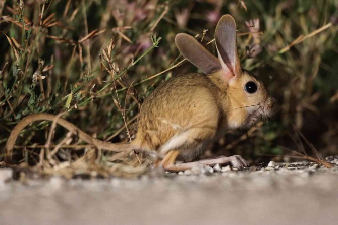 Dünyada Kırmızı Listede, Türkiye’de Yakından Görüntülendi