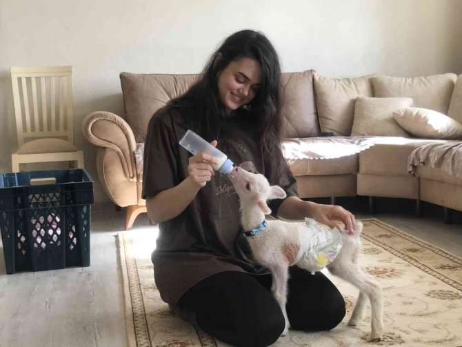 Koyunun Kuzusuna Yapmadığı Anneliği Sahibi Yaptı
