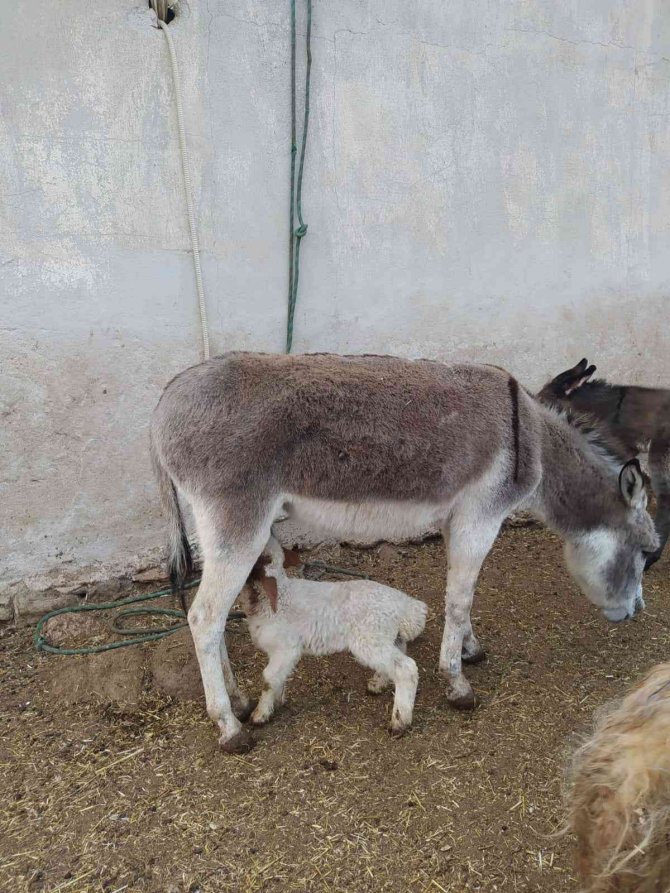 Eşek, Kuzuyu Emzirdi