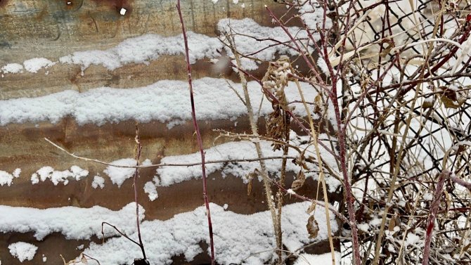 Kara Hasret Kalan Ağrı Beyaza Büründü