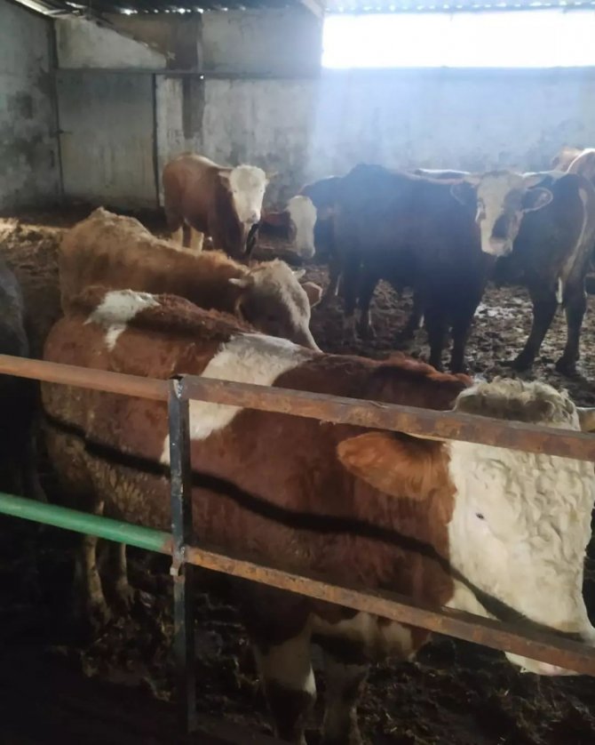 Kırklareli’nde Küpesiz Hayvan Besleyen Besici 46 Bin 783 Lira Ceza