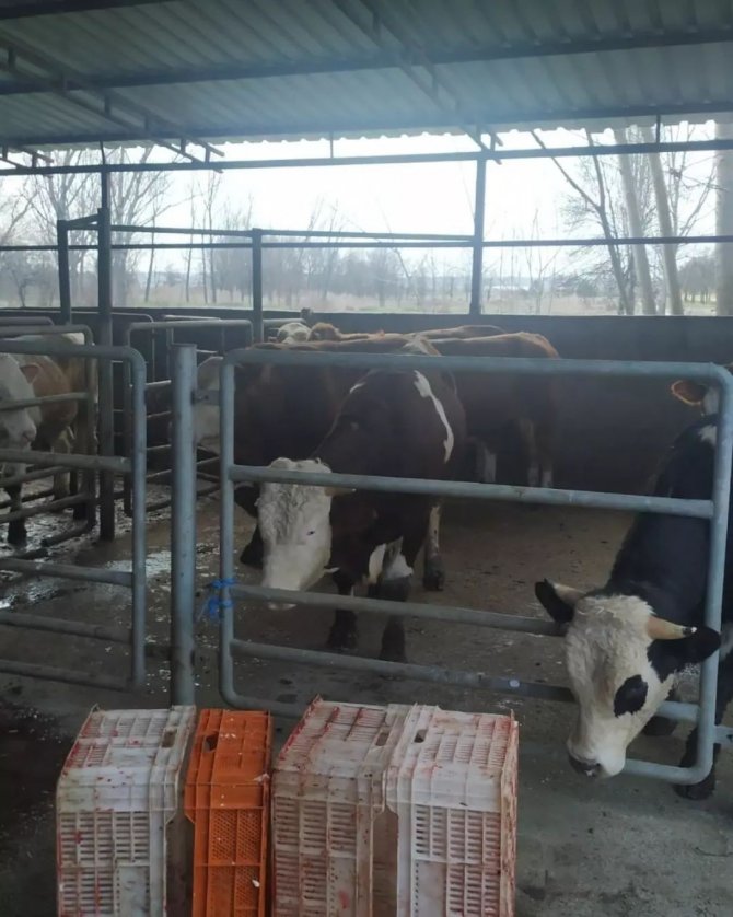 Kırklareli’nde Küpesiz Hayvan Besleyen Besici 46 Bin 783 Lira Ceza