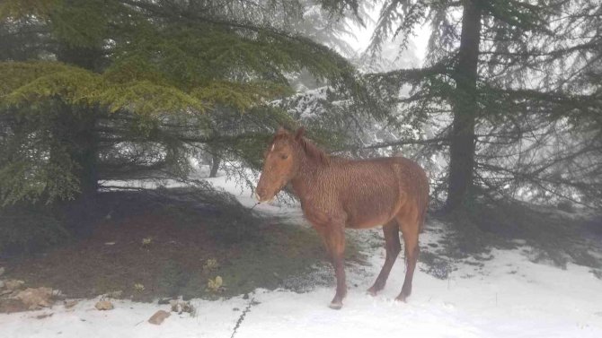 Karla Kaplı Spil Dağında Yaban Hayatı Unutulmadı