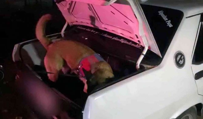 Muğla Jandarmasından ‘Kökünü Kurutma’ Operasyonu