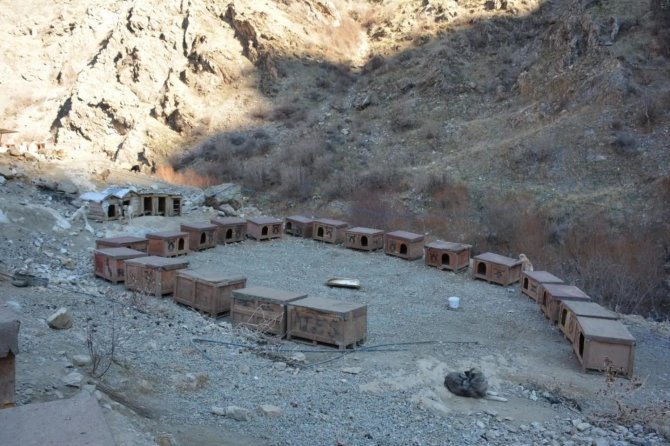 Şemdinli Belediyesi Sokak Hayvanları İçin Barınak Yaptı