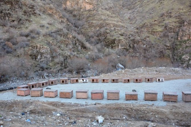 Şemdinli Belediyesi Sokak Hayvanları İçin Barınak Yaptı