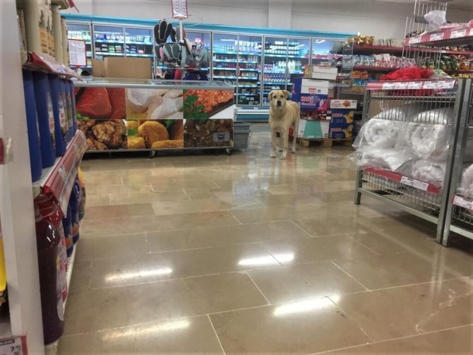 Soğuktan Kaçarken Markettekilerin İlgi Odağı Oldu