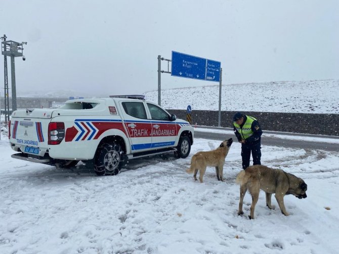Tunceli’de Jandarmadan Sokak Hayvanlarına Mama Ve Su Desteği
