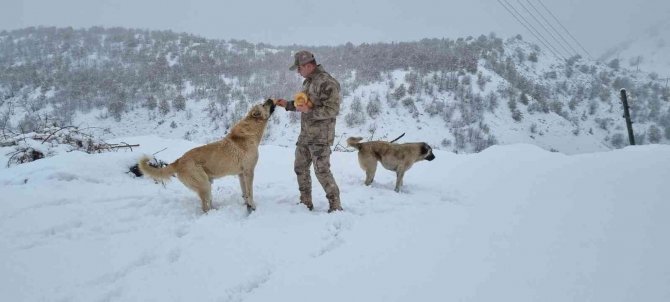 Tunceli’de Jandarmadan Sokak Hayvanlarına Mama Ve Su Desteği