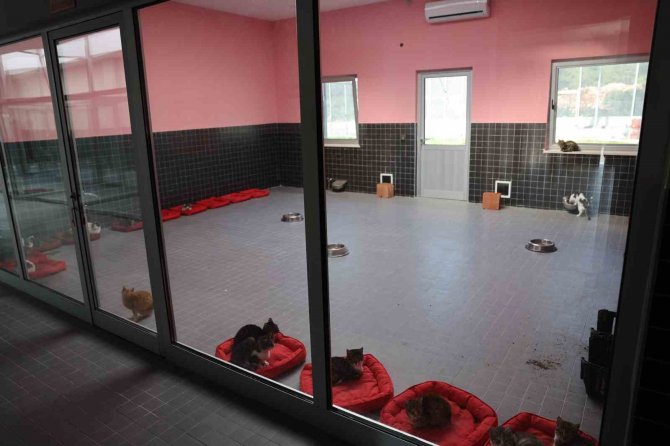 Antalya’da Can Dostlar Yeni Yuvalarına Kavuştu