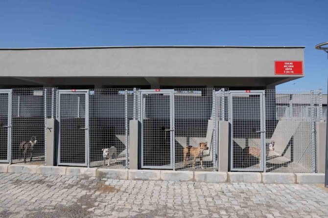 Antalya’da Can Dostlar Yeni Yuvalarına Kavuştu