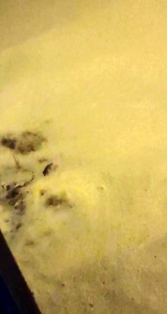 Aç Kalan Tilkiler Mahalleye İndi