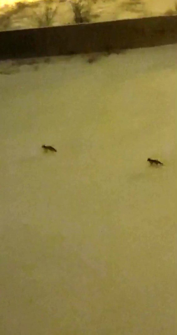 Aç Kalan Tilkiler Mahalleye İndi