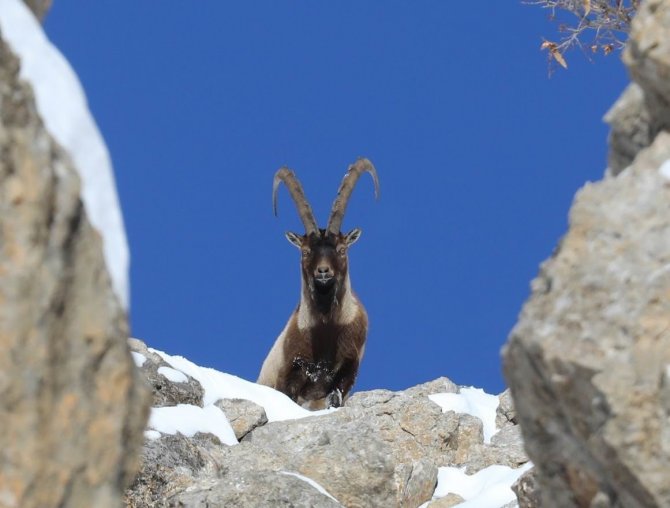 Nesli Tükenmekte Olan Yaban Keçileri Kayseri’de Yeniden Hayat Buldu