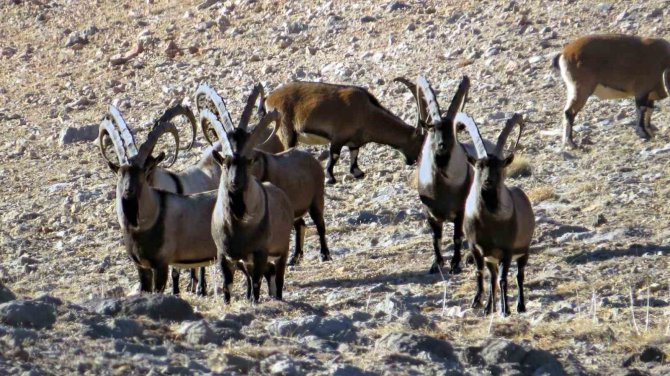 Nesli Tükenmekte Olan Yaban Keçileri Kayseri’de Yeniden Hayat Buldu