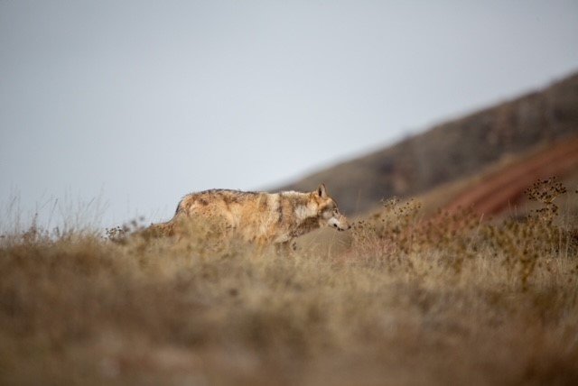 Arazide Bir Anda Karşısına Çıkan ’Canavarı’ Görüntülemeyi Başardı