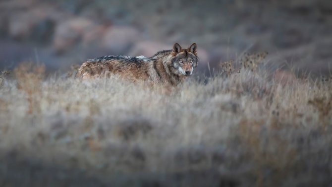 Arazide Bir Anda Karşısına Çıkan ’Canavarı’ Görüntülemeyi Başardı