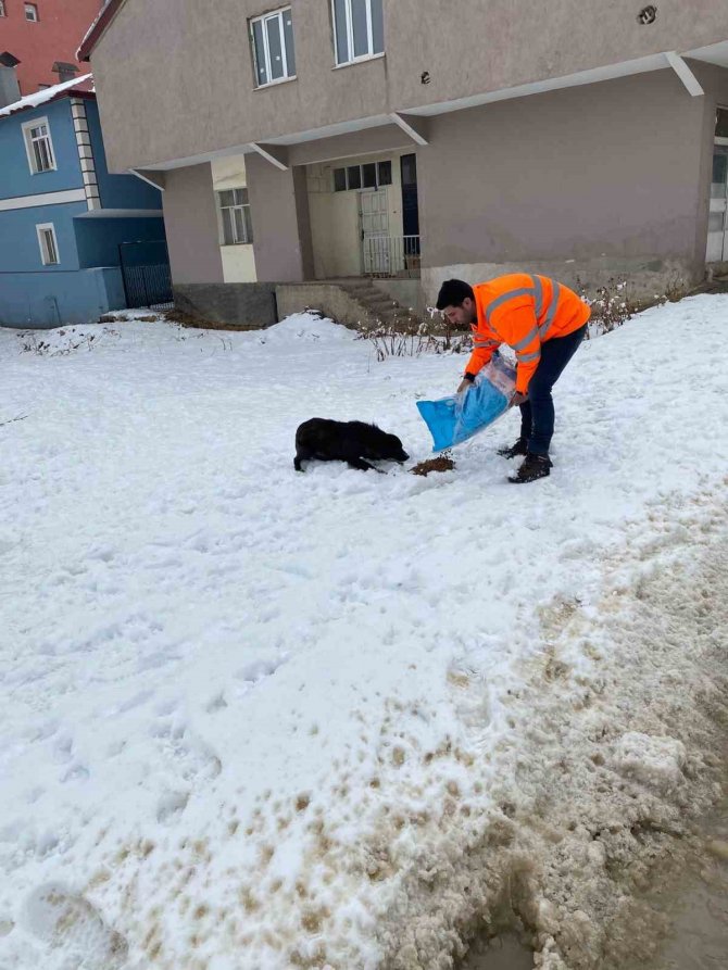 Hayvanları Beslediler, Yaralı Köpeğe Sahip Çıktılar