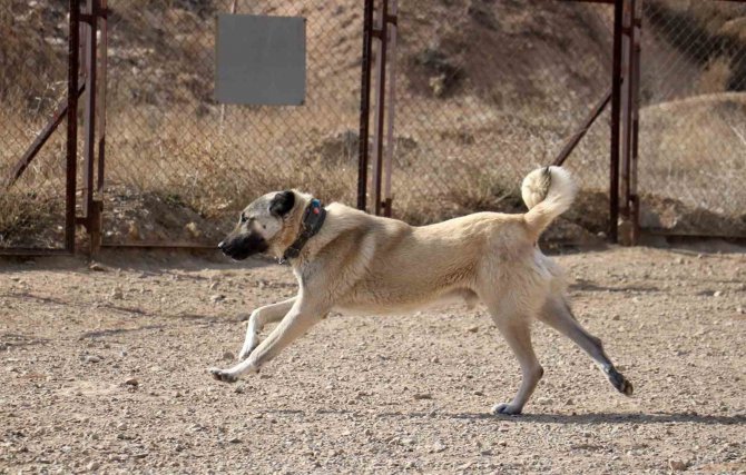 O İddialara Uzmanından Yanıt: "Kanlı Canlı Beslenen Kangallar Daha Vahşi Ve Hareketli"