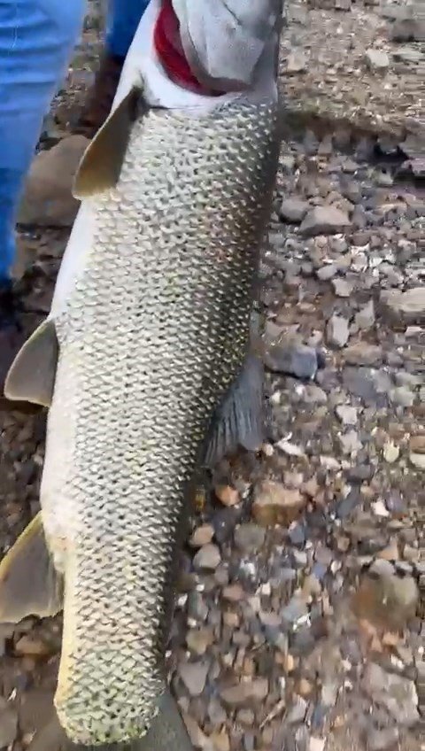 Amatör Balıkçı, Oltayla 1.16 Metre Uzunluğunda Turna Balığı Tuttu