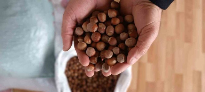 Fındık Yükselişte