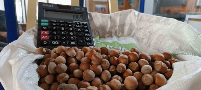 Fındık Yükselişte