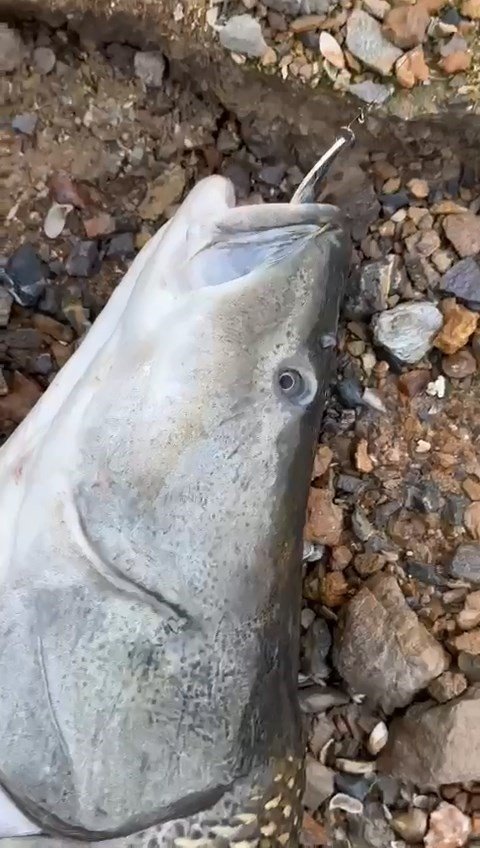 Amatör Balıkçı, Oltayla 1.16 Metre Uzunluğunda Turna Balığı Tuttu