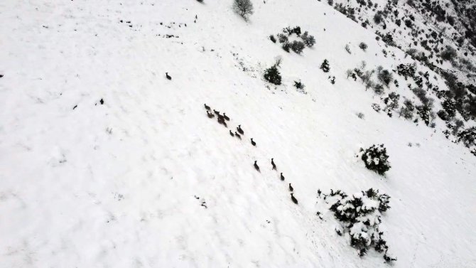 Kar Üzerinde Yiyecek Arayan Dağ Keçileri Dron İle Görüntülendi