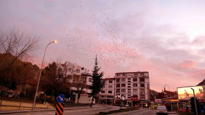 Tablo Gibi Gökyüzüne Sığırcık Sürüsünden Fırça Darbeleri
