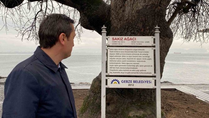 İ̇zmit Körfezi’nin Dibinde, 4 Buçuk Asırdır Ayakta Duruyor