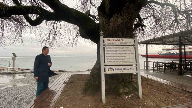 İ̇zmit Körfezi’nin Dibinde, 4 Buçuk Asırdır Ayakta Duruyor